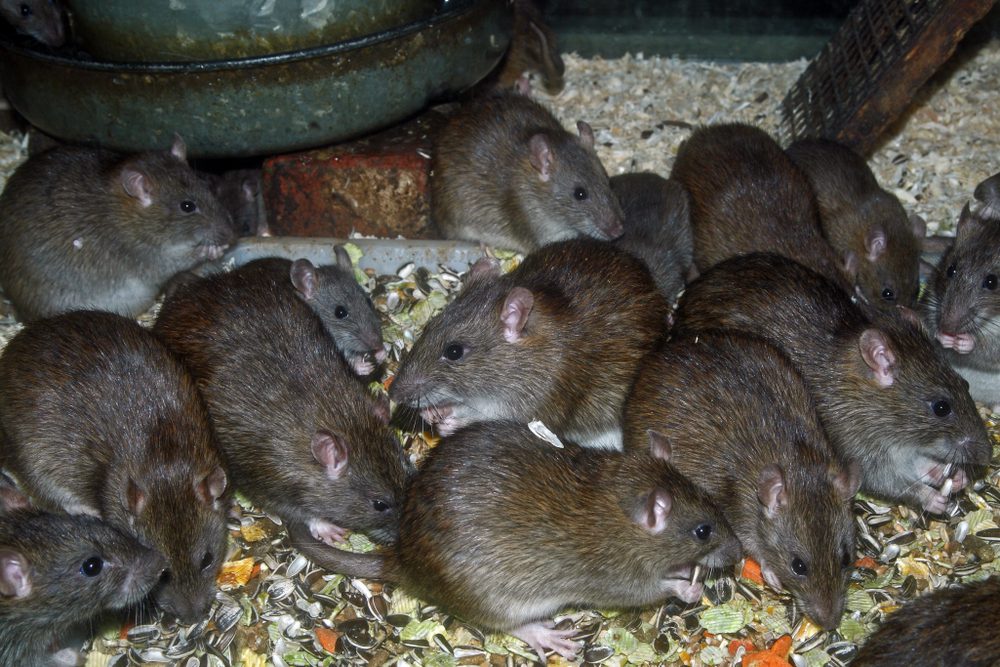 Long Valley Nj Pest Control &Amp; Wildlife Removal 3 Long Valley Nj Pest Control And Wildlife Removal