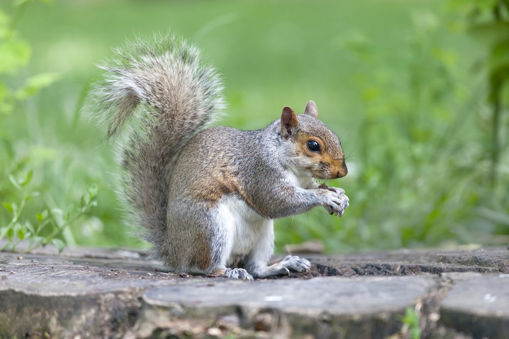 Long Valley Nj Pest Control &Amp; Wildlife Removal 2 Long Valley Nj Pest Control And Wildlife Removal
