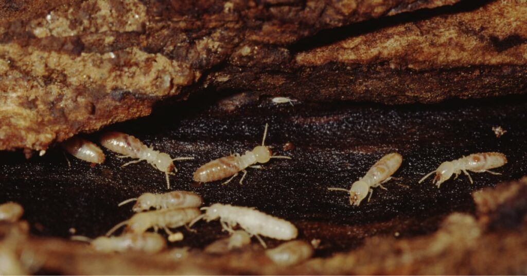 Denville Nj Pest Control And Exterminator Services 2 Denville Nj Pest Control &Amp; Exterminator Services, Termites