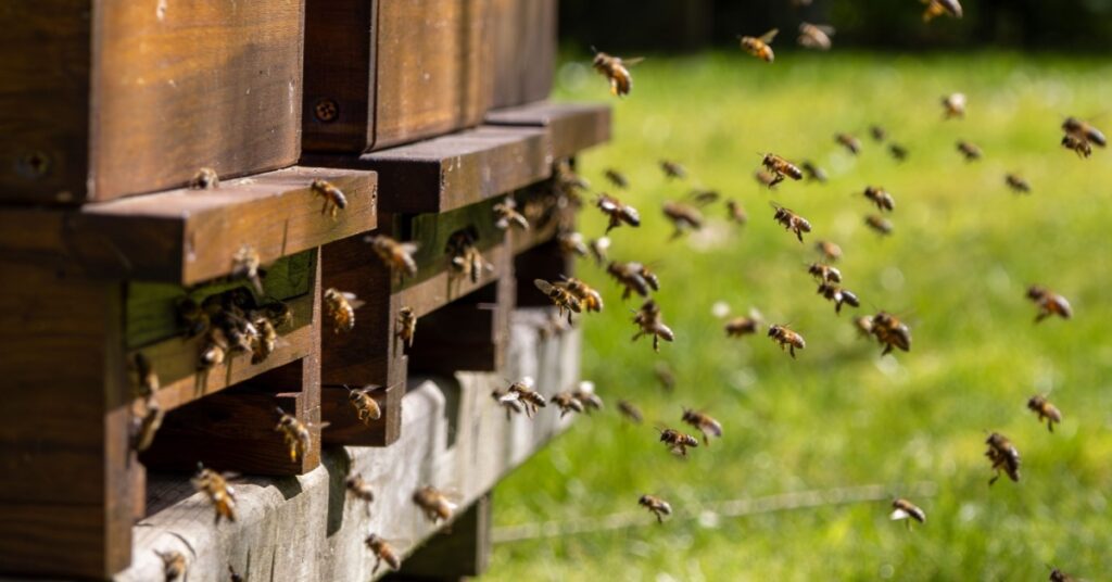 Boonton Nj Pest Control And Exterminator Services 2 Boonton Nj Pest Control And Exterminator Services