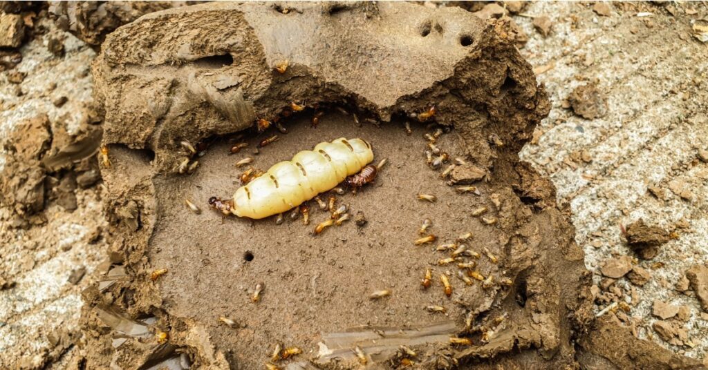 What Is The Hardest Pest To Get Rid Of? 1 A Queen Termite, The Hardest Pest To Get Rid Of
