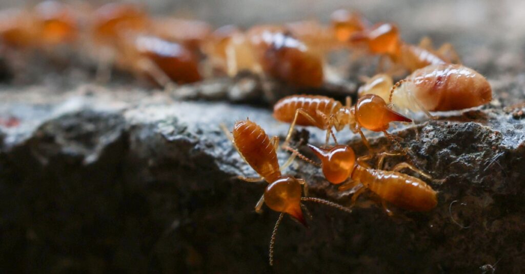 Termites, The Hardest Pest To Get Rid Of