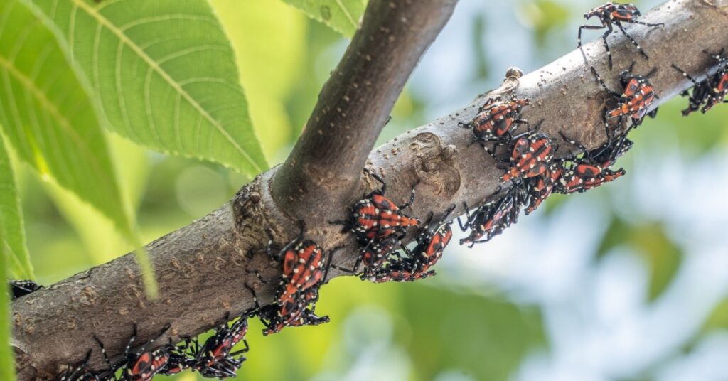 Spotted Lanternflys, Invasive Species On An Ash Tree Branch