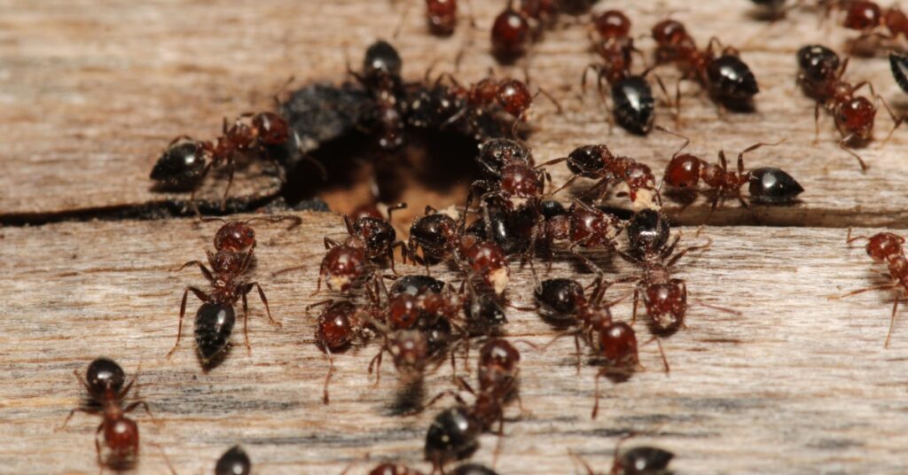 6 Common Nuisance Household Pests In New Jersey 1 Ants Nuisance Household Pests