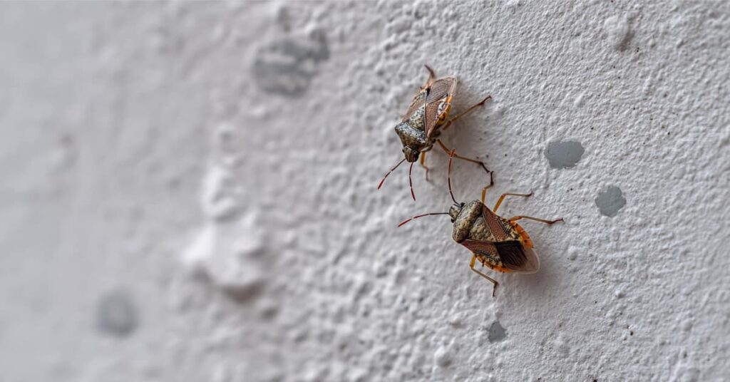 Why Pests Return Every Season In Nj: The Year-Round Infestation Cycle 3 2 Tiny Stink Bugs, Concept Of Year-Round Pest Problems And Stink Bugs In The Fall In Nj