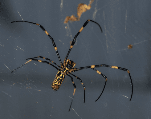 The Northeast U.s. Is Bracing For An Invasion Of Giant Venomous Flying Spiders