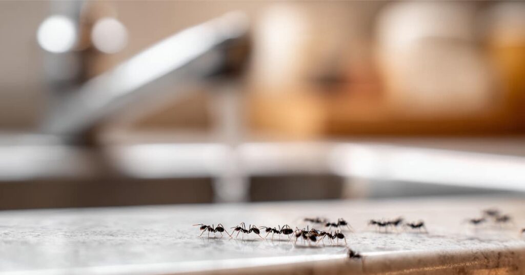 Why Pests Return Every Season In Nj: The Year-Round Infestation Cycle 1 Ants On Kitchen Counter, Representing Year-Round Pests Problems And Spring When They Come Out