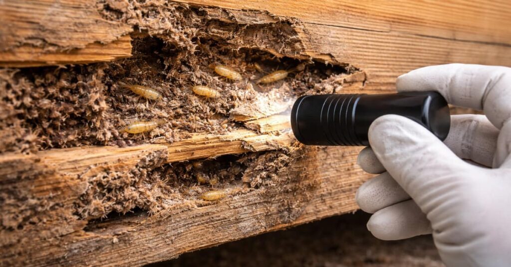 Hand With Flashlight Looking At Termites In Wood, Know How To Get Rid Of Termites Guide