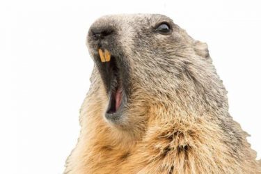 Groundhog Yawning Copy