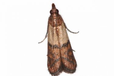Indian Mealmoth