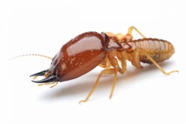Termite Exterminator